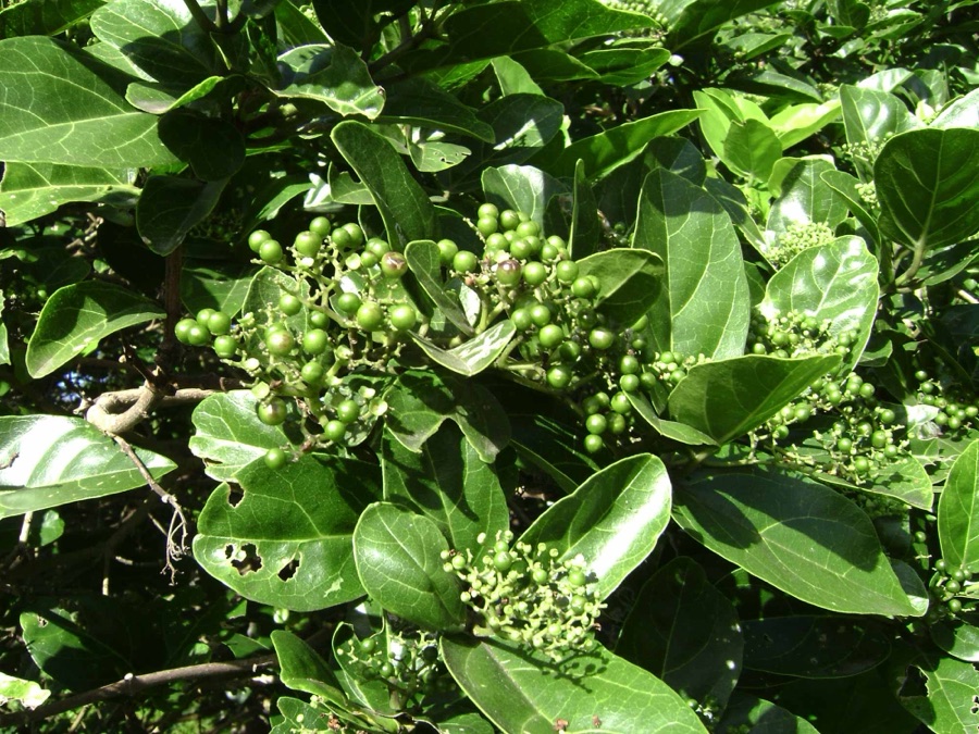 Agnimantha — Premna serratifolia, leaves, flowers, young fruits; (volovalo) medicinal tree in a Tongan garden
