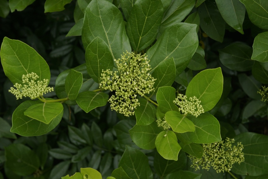 Agnimantha — Premna serratifolia