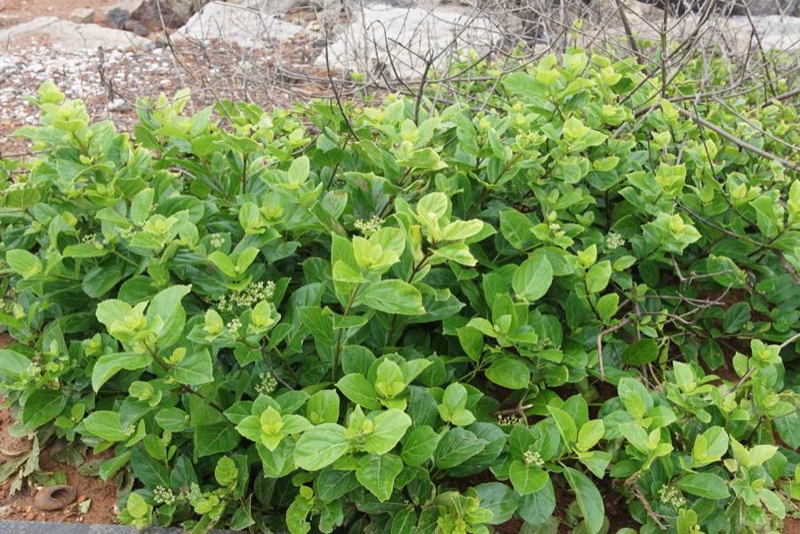 Agnimantha — Premna serratifolia