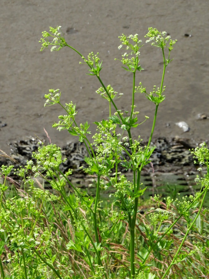 Ajamoda — Apium graveolens (Wild Celery), just above the high water mark on the tidal north bank of the Tyne at Elswick, Northumberland