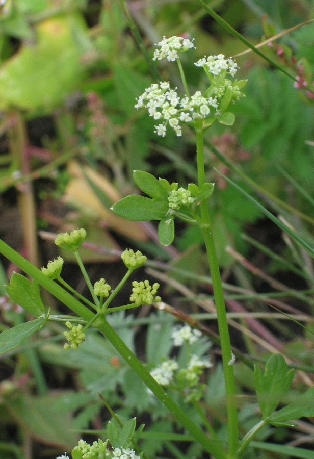 Ajamoda — Wild Celery (Apium graveolens), Spiekeroog, Lower Saxony, Germany