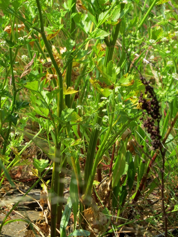 Ajamoda — Apium graveolens (Wild Celery), just above the high water mark on the tidal north bank of the Tyne at Elswick, Northumberland