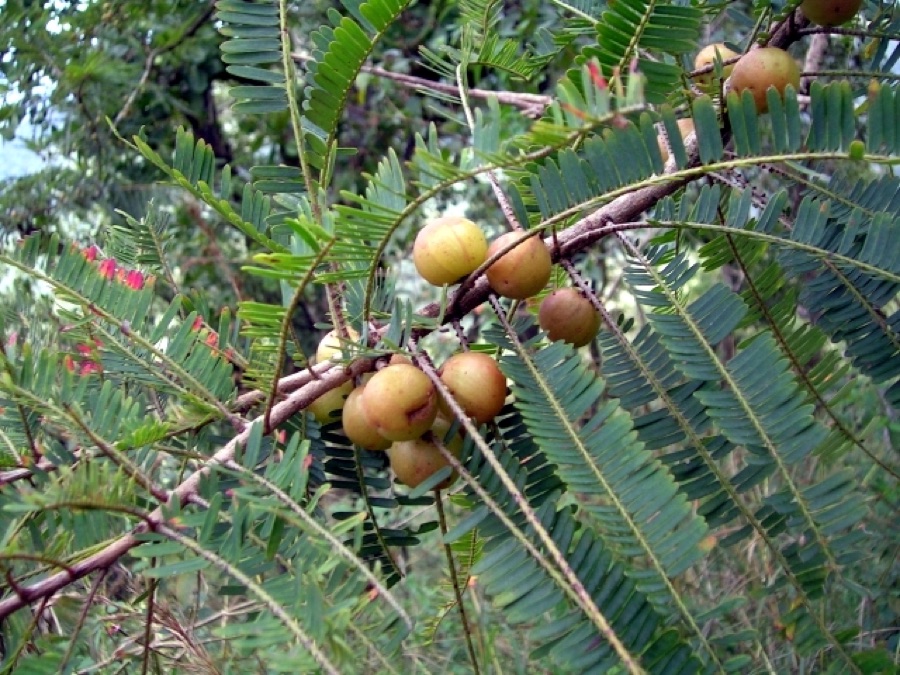 Amalaki — Phyllanthus officinalis