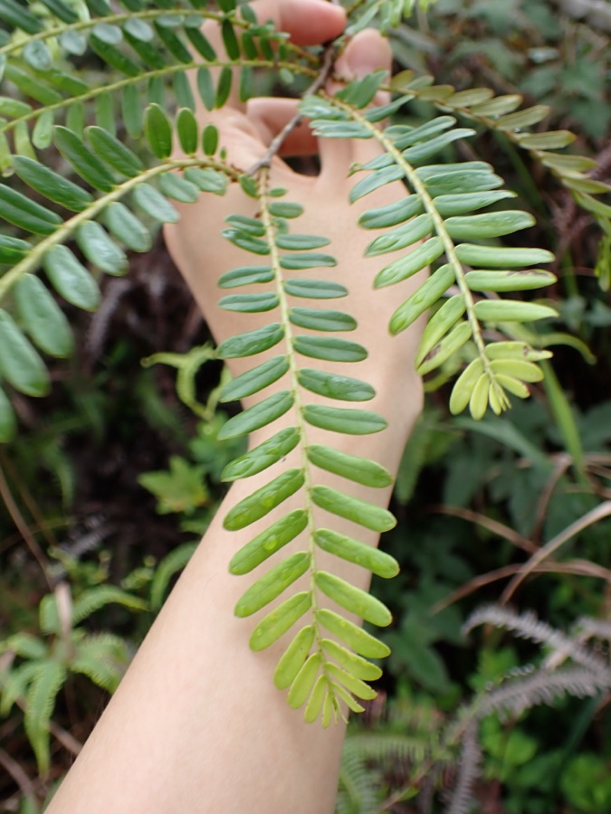 Amalaki — Myrobalan (Phyllanthus emblica) in Hong Kong