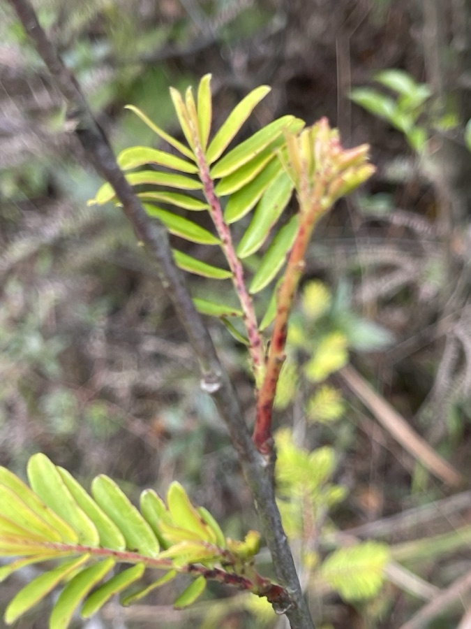 Amalaki — Myrobalan (Phyllanthus emblica) in Hong Kong