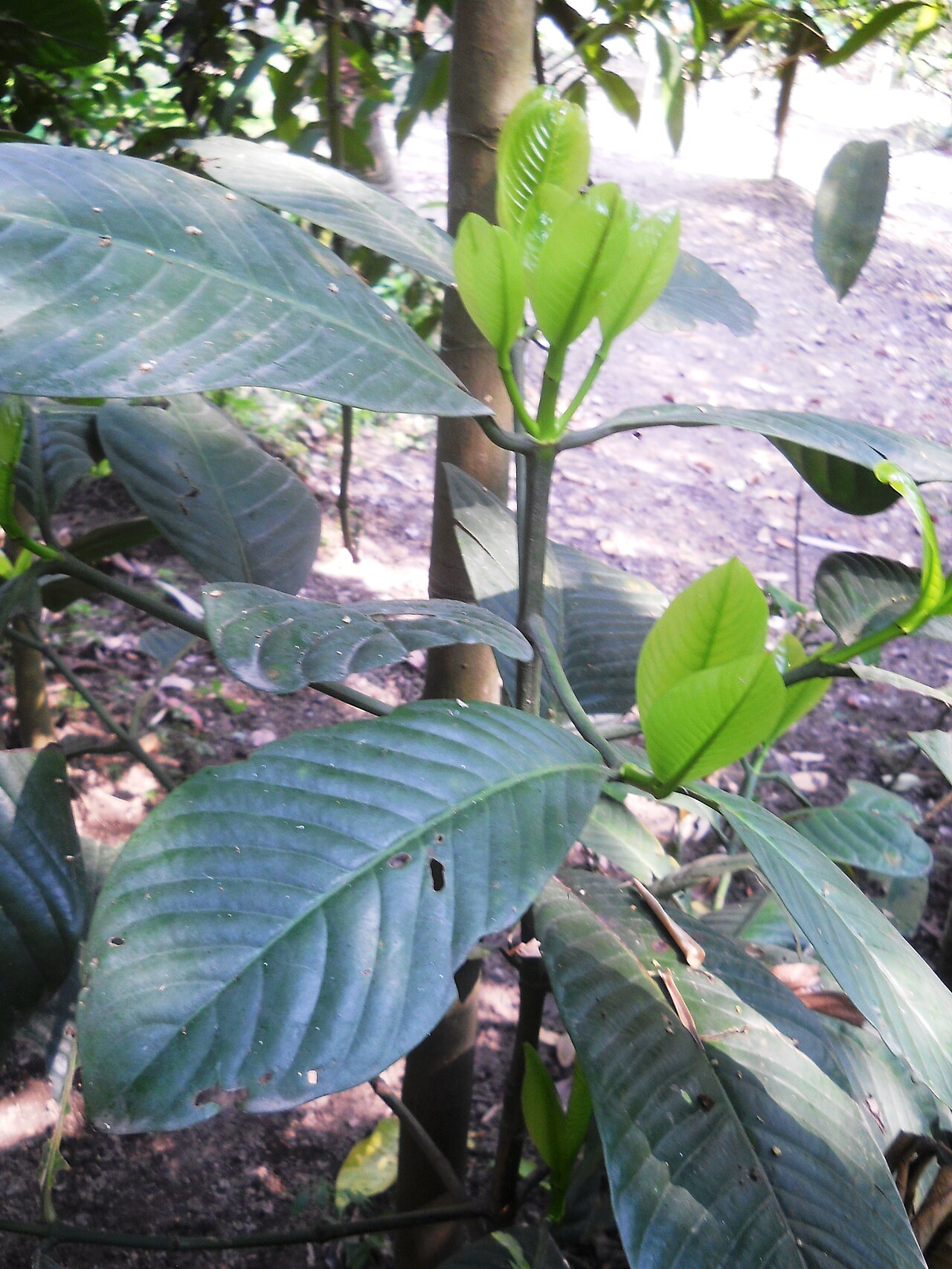 Amlavetasa — Garcinia pedunculata is an tree bearing acidic fruits. It is native to South-east Asian countries like India and Myanmar. The fruit has both medicinal and culinary uses.