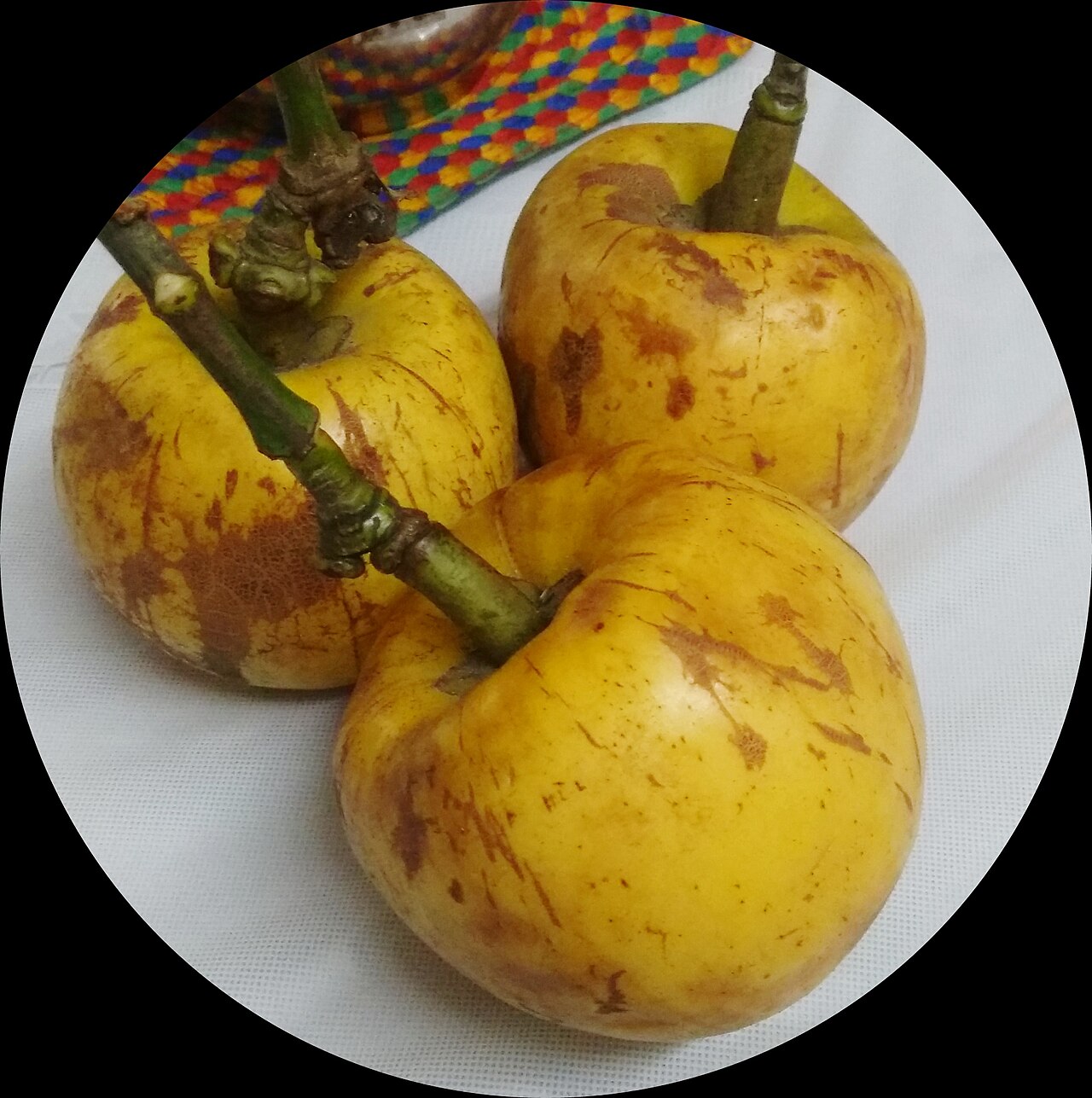 Amlavetasa — Garcinia pedunculata (Bor Thekera in Assamese) ripe fruit