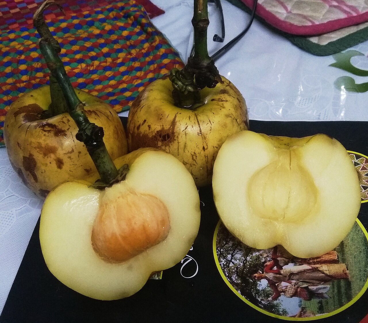 Amlavetasa — Garcinia pedunculata (Bor Thekera in Assamese) ripe fruit