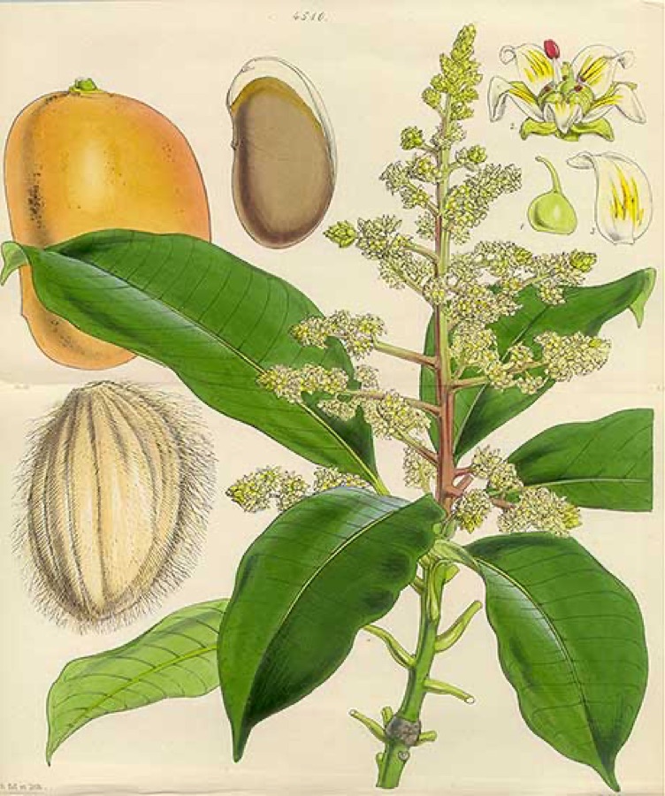 Amra — Mango Tree - Mangifera indica, India