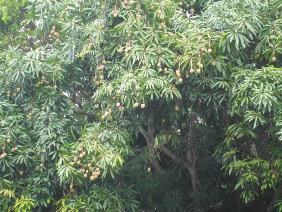 Amra — Mangifera indica localizada en Los Pinos 1, municipio El Hatillo, estado Miranda - Venezuela
