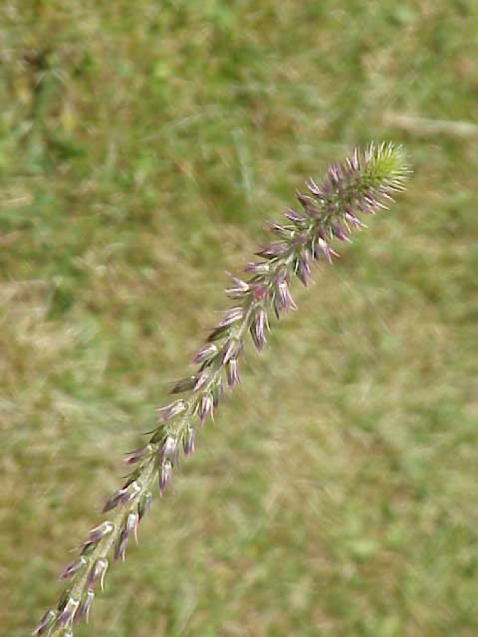 Apamarga — Achyranthes aspera L.