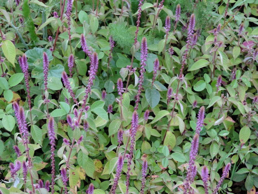 Apamarga — Achyranthes aspera in Montaneta de Palmar, Tenerife, Canary Islands