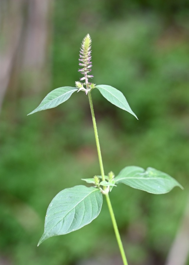 Apamarga — Achyranthes aspera in Barranco de los Propios S from El Palmital, Gran Canaria