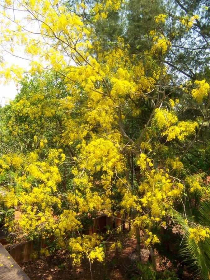 Aragvadha — A Konna tree full of Konnappoo (Konna flowers)