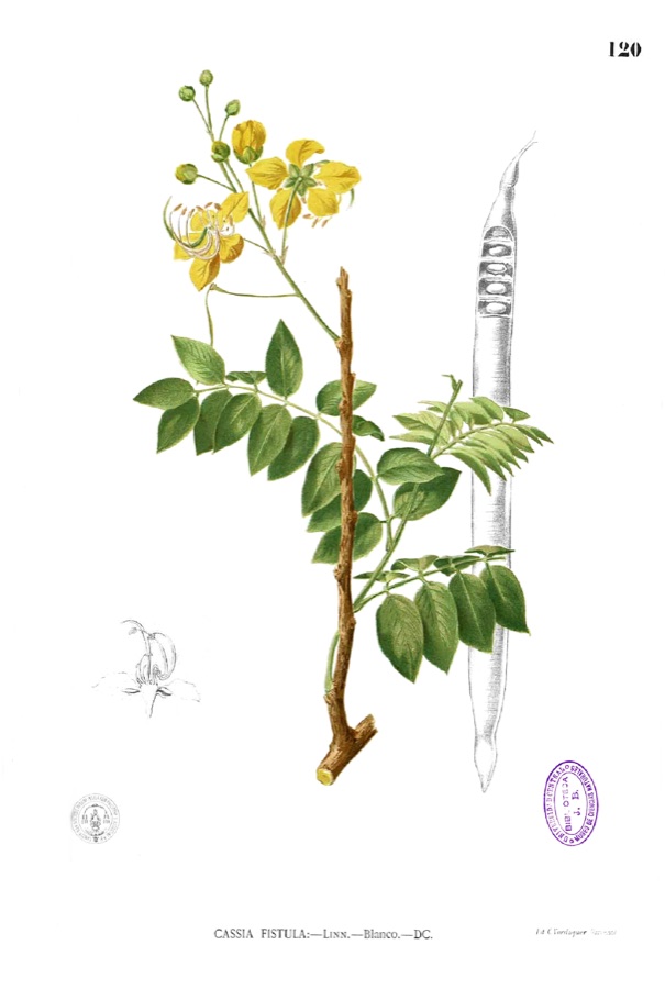 Aragvadha — Cassia fistula, Plate from book