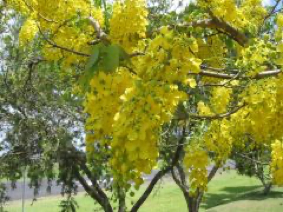 Aragvadha — Cassia-fistula