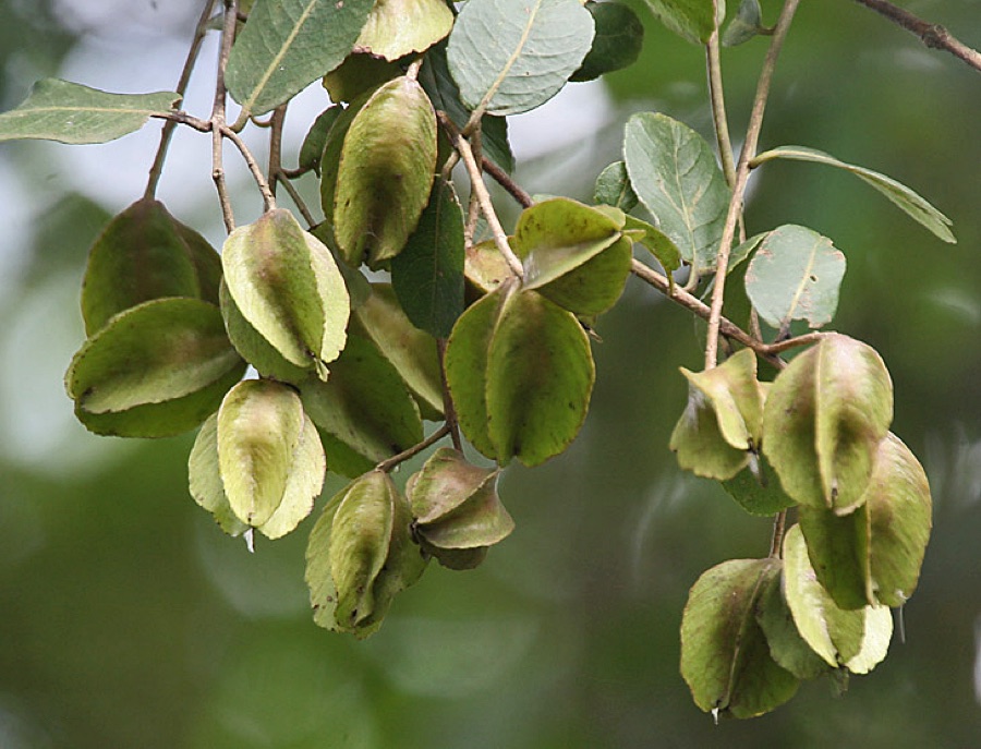 Arjuna — Arjun Terminalia arjuna in Kolkata, West Bengal, India.