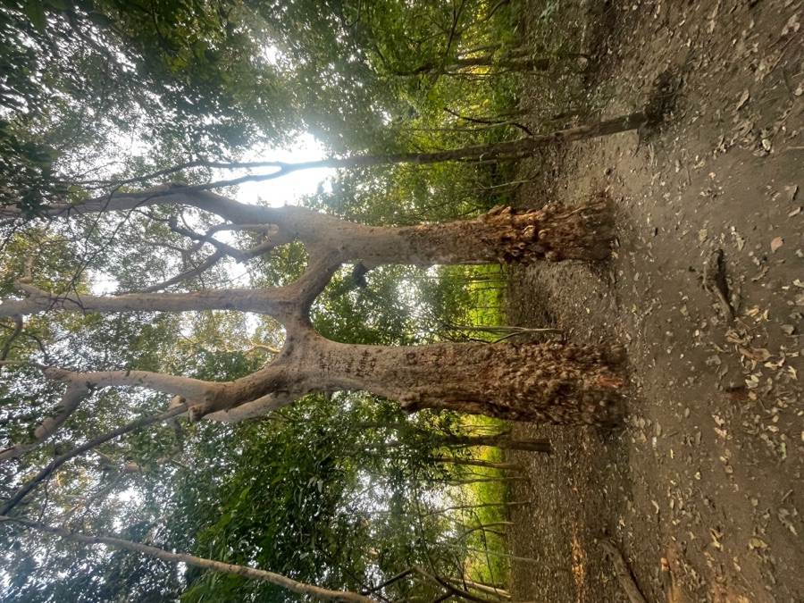Arjuna — Conjoined Terminalia Arjuna trees in Baripi Village, West Singhbhum, Jharkhand, India West Singhbhum, India, February 2024