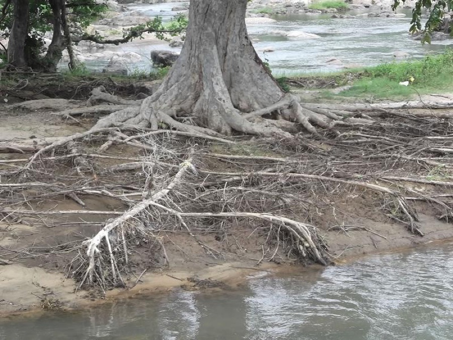 Arjuna — The roots of the Terminalia arjuna tree at the Hogenakkal Falls in Dharmapuri district, Tamil Nadu, India.