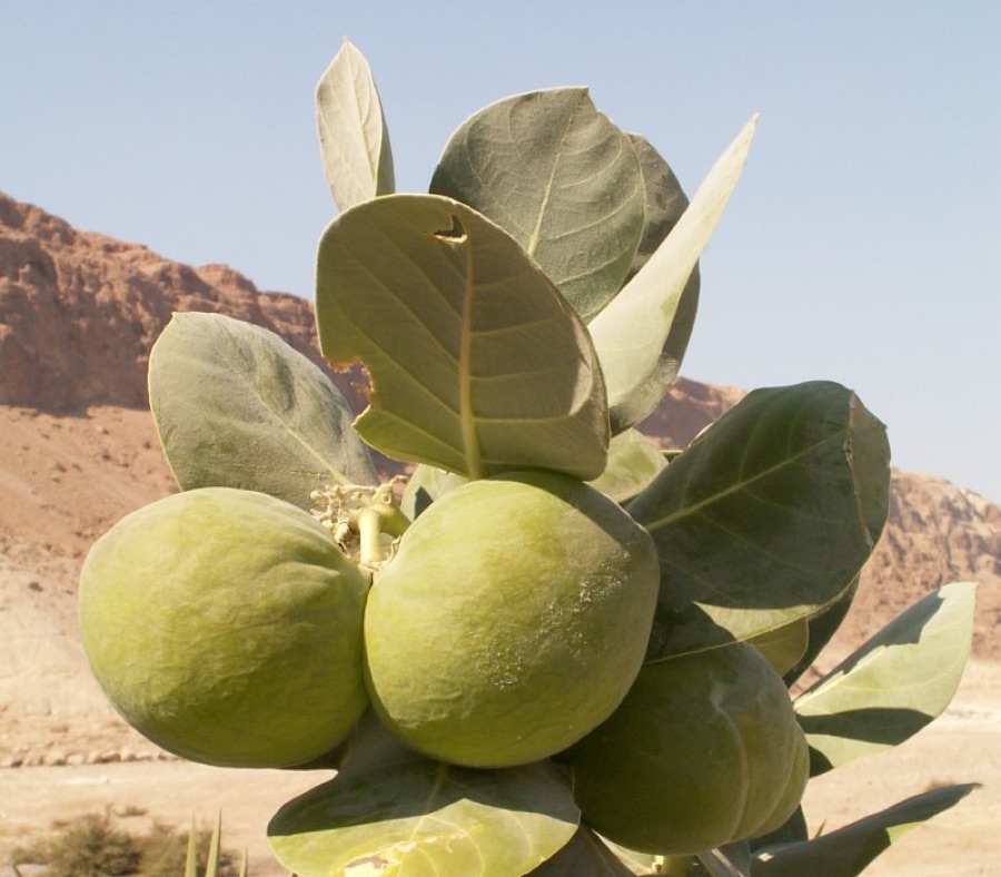 Arka — Apple of Sodom (Calotropis procera). --dysmorodrepanis. This fruit is called Tapuach Sdom in Hebrew.