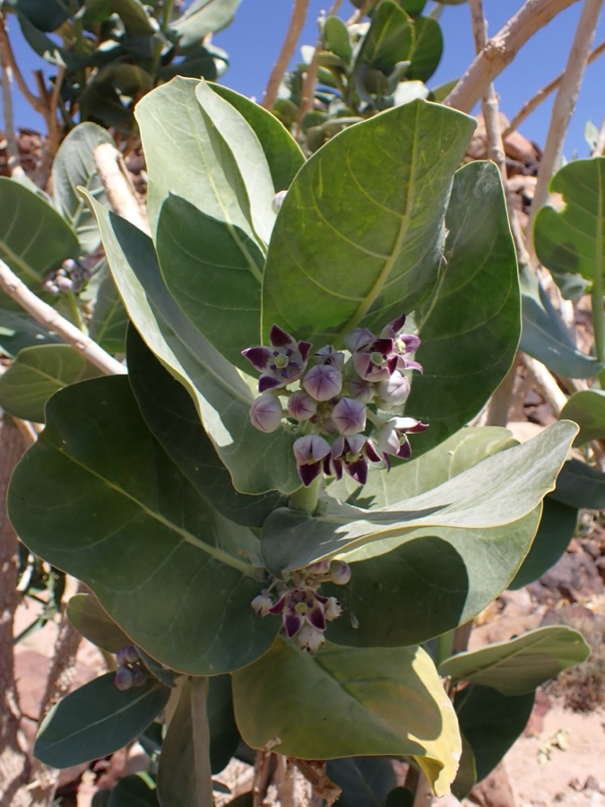 Arka — Calotropis procera at Panorama Dead Sea Complex in Jordan