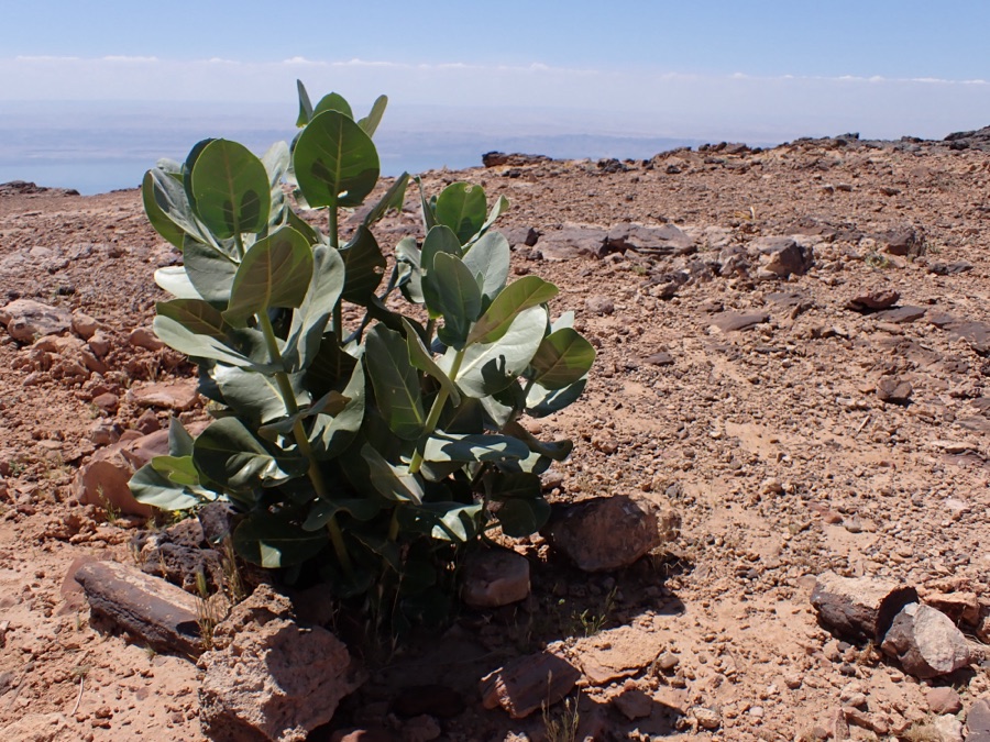 Arka — Calotropis procera at Panorama Dead Sea Complex in Jordan (near the edge of cliff over Dead Sea rift)