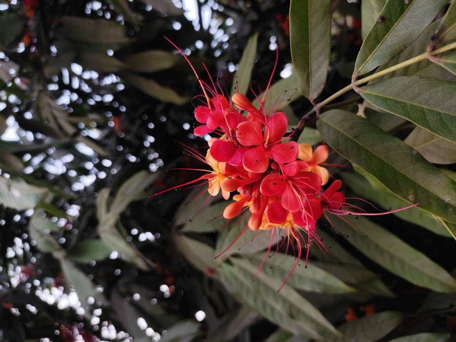 Ashoka — Saraca asoca , Bangladesh