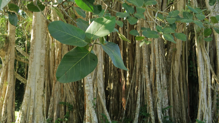 Ashvattha — Trunk and leaves of a very old Ficus religiosa in Botanical Garden of Cienfuegos in Cuba. Ficus religiosa or sacred fig or Pho-Baum is a species of fig native to the Indian subcontinent and Indochina that belongs to Mora