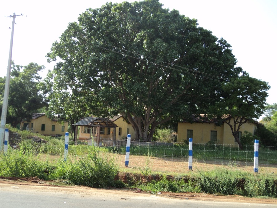 Ashvattha — அரச மரம்