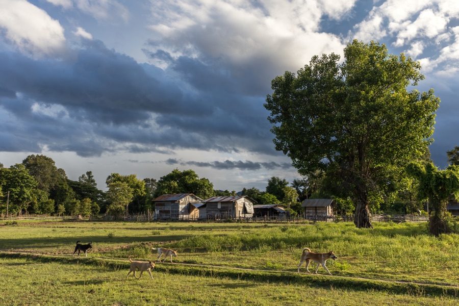 Ashvattha — Four dogs trotting in the countryside of Don Det, Si Phan Don, Laos, at golden hour. Green landscape with trees, wooden houses and heavy clouds in the sky.