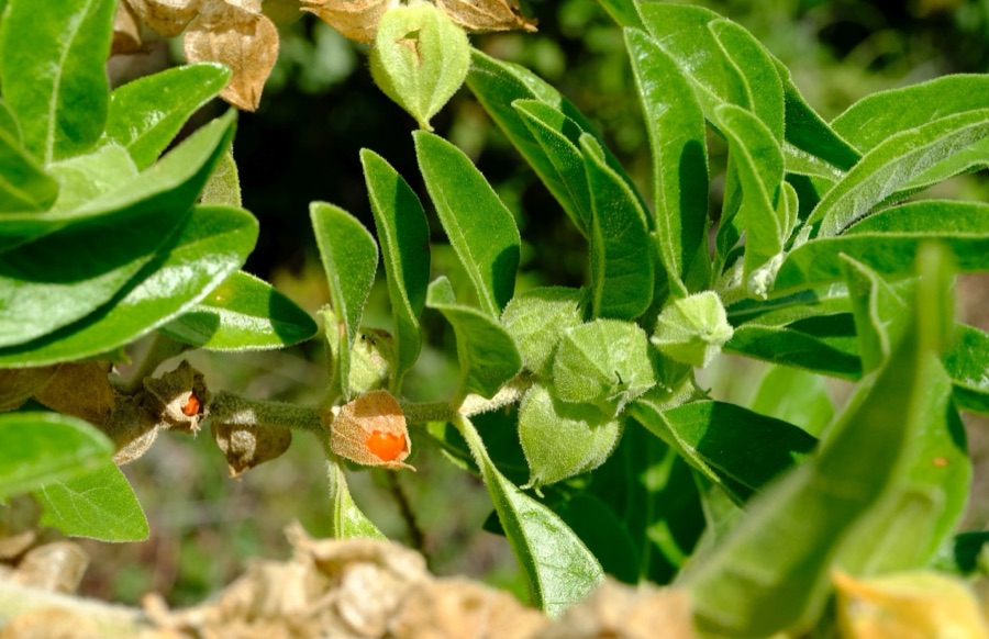 Ashwagandha — Withania somnifera, South Africa