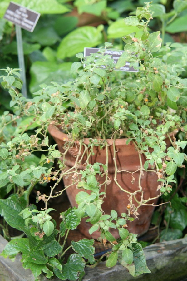Ashwagandha — Withania somnifera (L.) Dunal