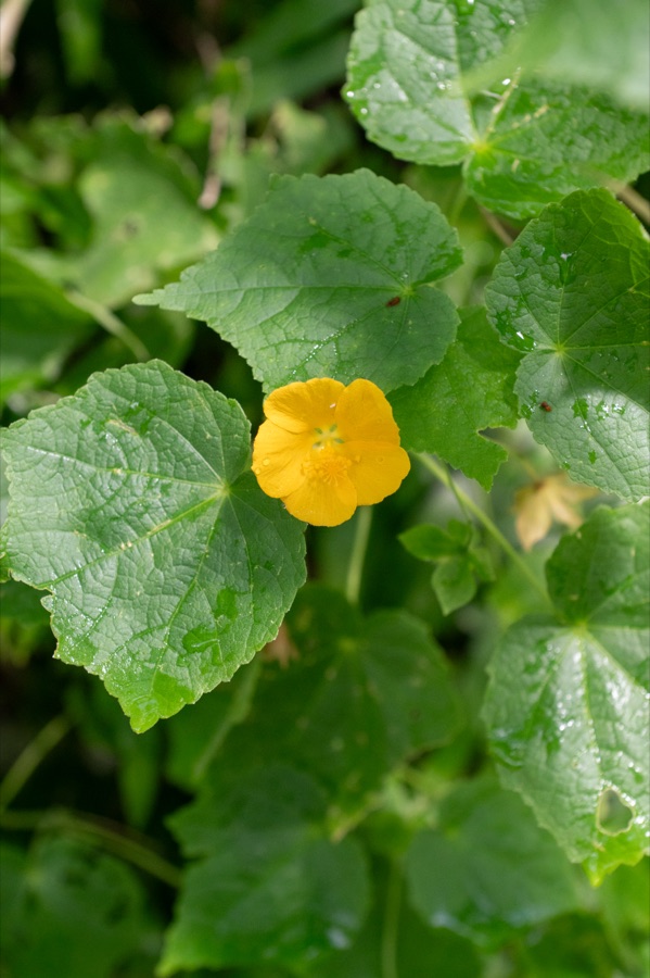 Atibala — Fleur d'Abutilon indicum au jardin botanique Jean-Marie Pelt de Nancy.
