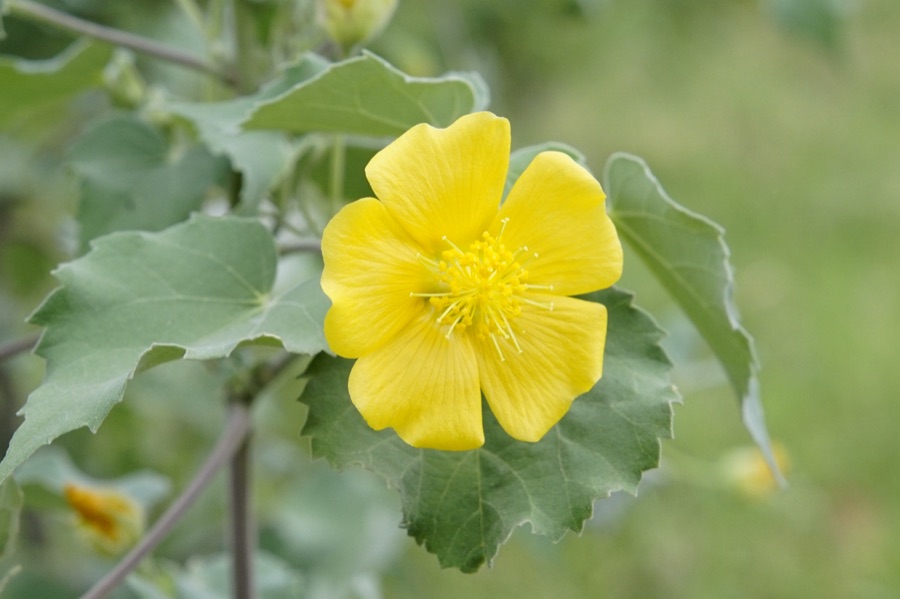 Atibala — Abutilon indicum