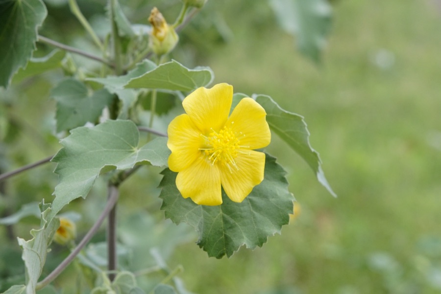 Atibala — Abutilon indicum