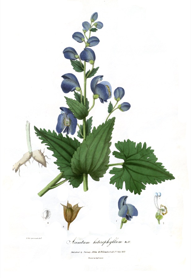 Ativisha — Aconitum heterophyllum