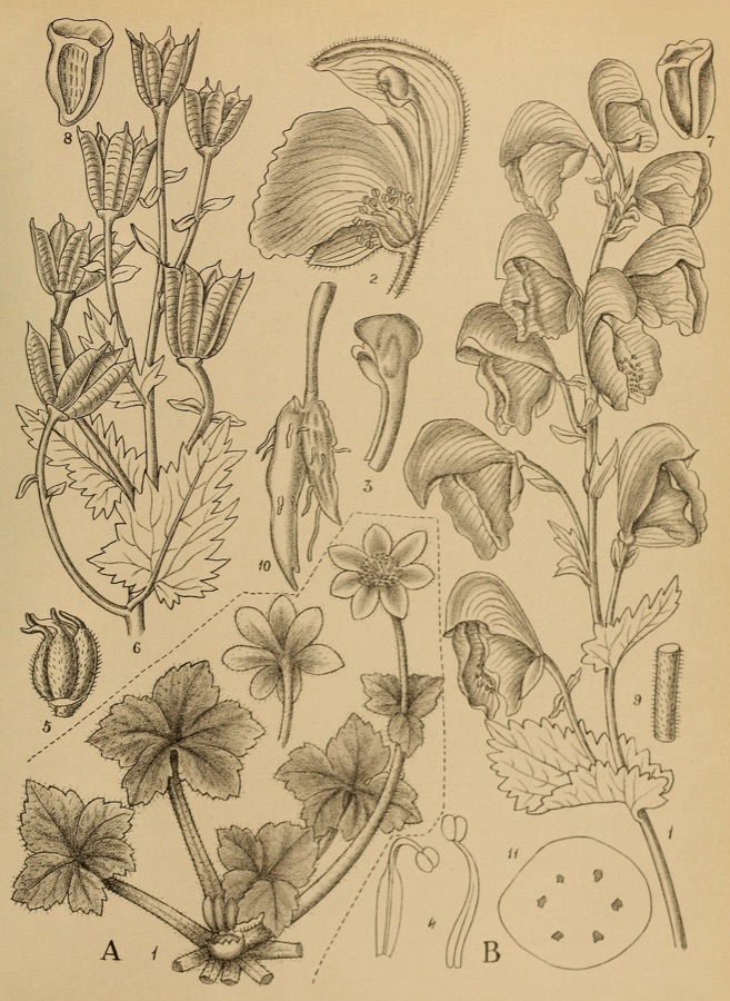 Ativisha — Indian Medicinal Plants - Plate 13 - Anemone discolor & Aconitum heterophyllum