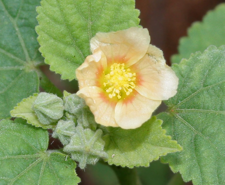 Bala — Bala, Khareti or Country Mallow Sida cordifolia in Hyderabad , India.
