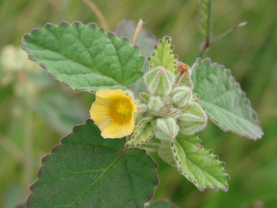 Bala — Sida cordifolia L. - MALVACEAE - Parque Vivencial Asa Norte - Brasília - Distrito Federal - Brasil.