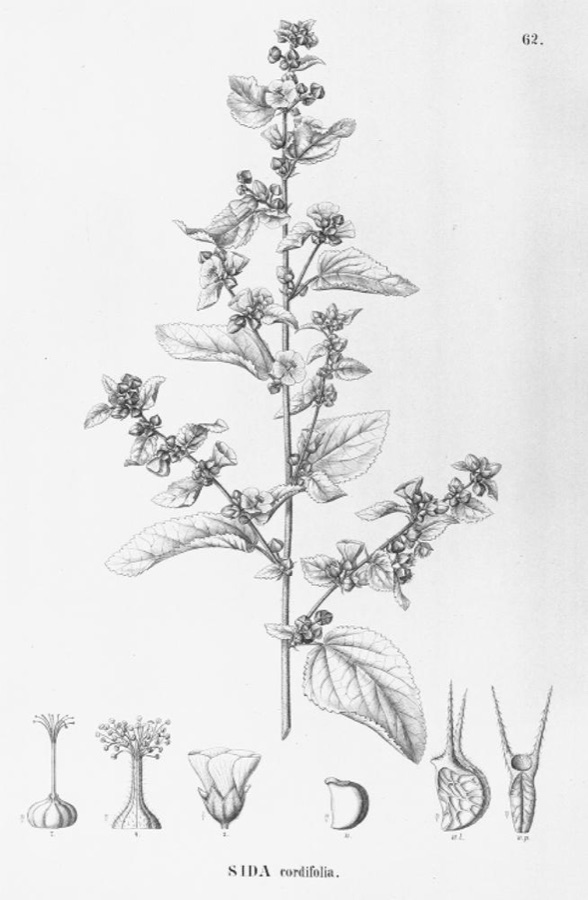 Bala — Illustration of Sida cordifolia