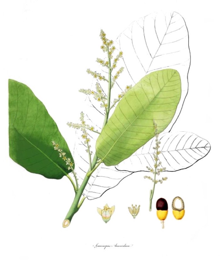Bhallataka — Illustration of Semecarpus anacardium