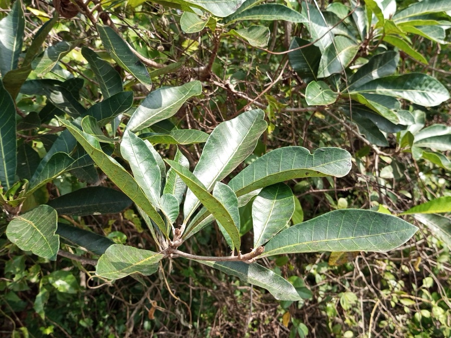 Bhallataka — Semecarpus anacardium