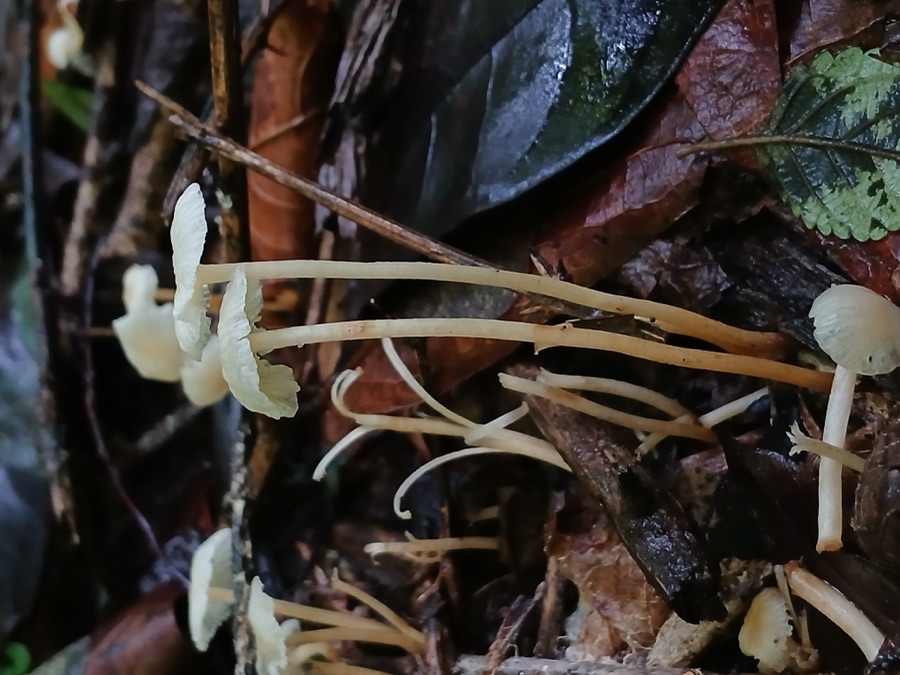 Bhallataka — This Fungus observed by Ayyanmada cave