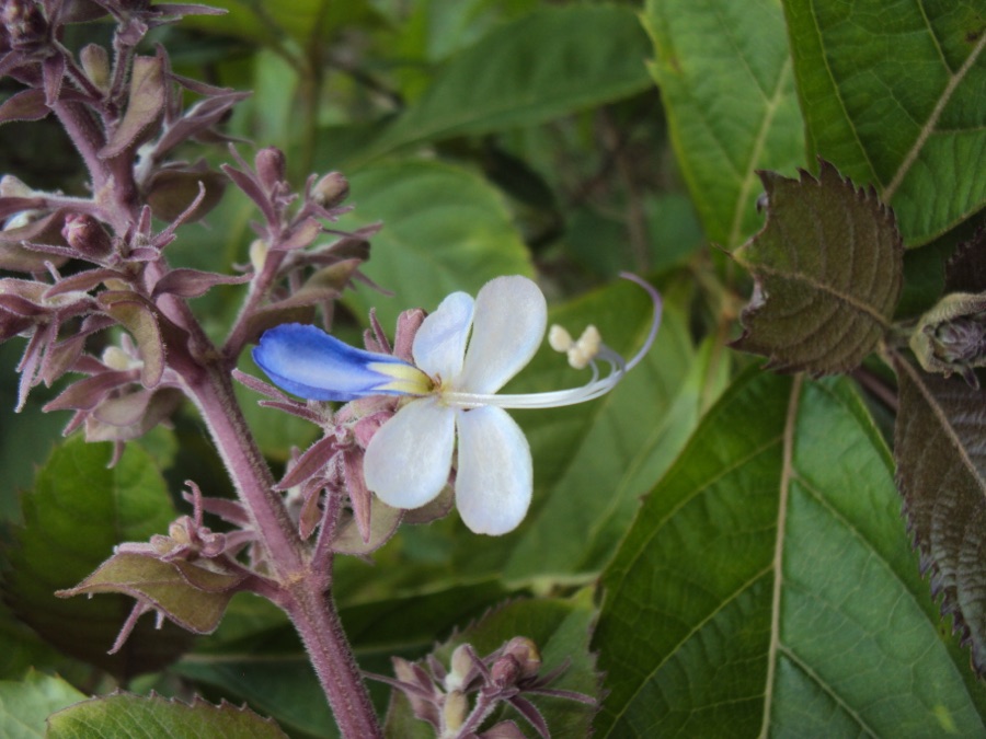 Bharangi — Rotheca serrata