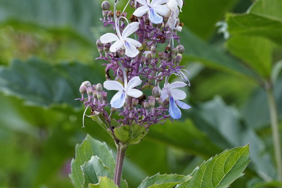 Bharangi — Flora of Yercaud