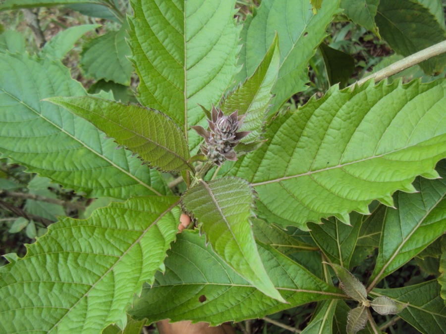 Bharangi — Rotheca serrata