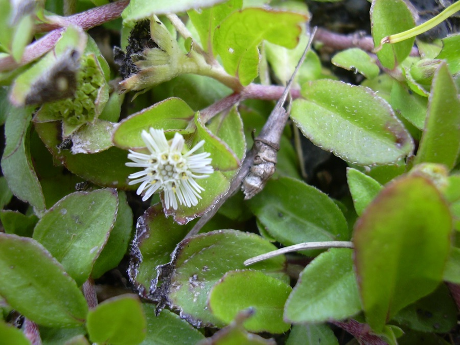 Bhringaraja — Eclipta prostrata (flower). Location: Maui, Hana Hwy