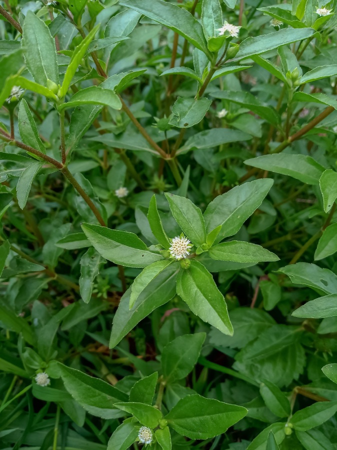 Bhringaraja — False daisy
