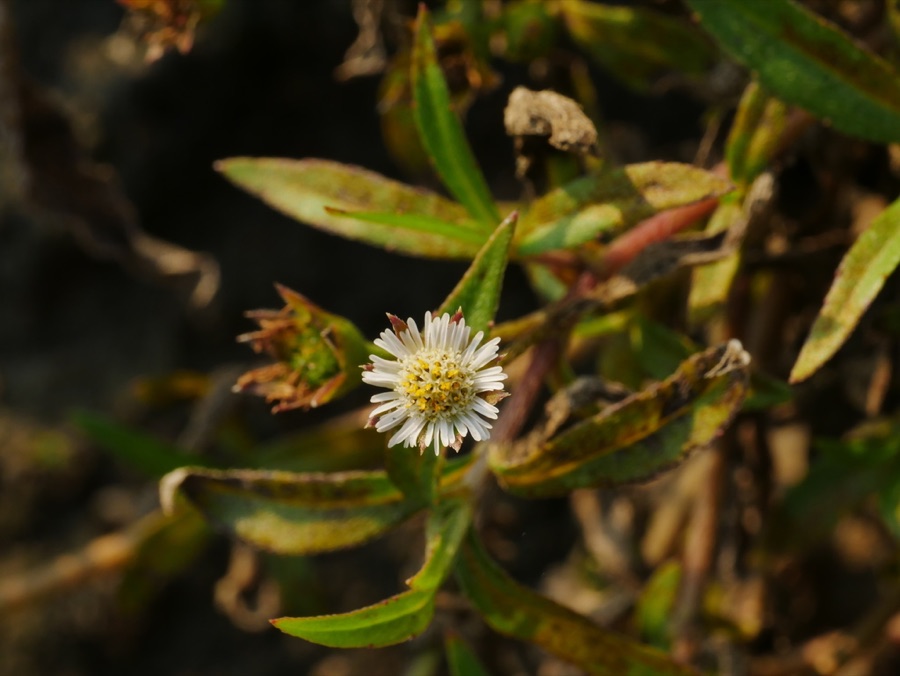 Bhringaraja — Eclipta angustata