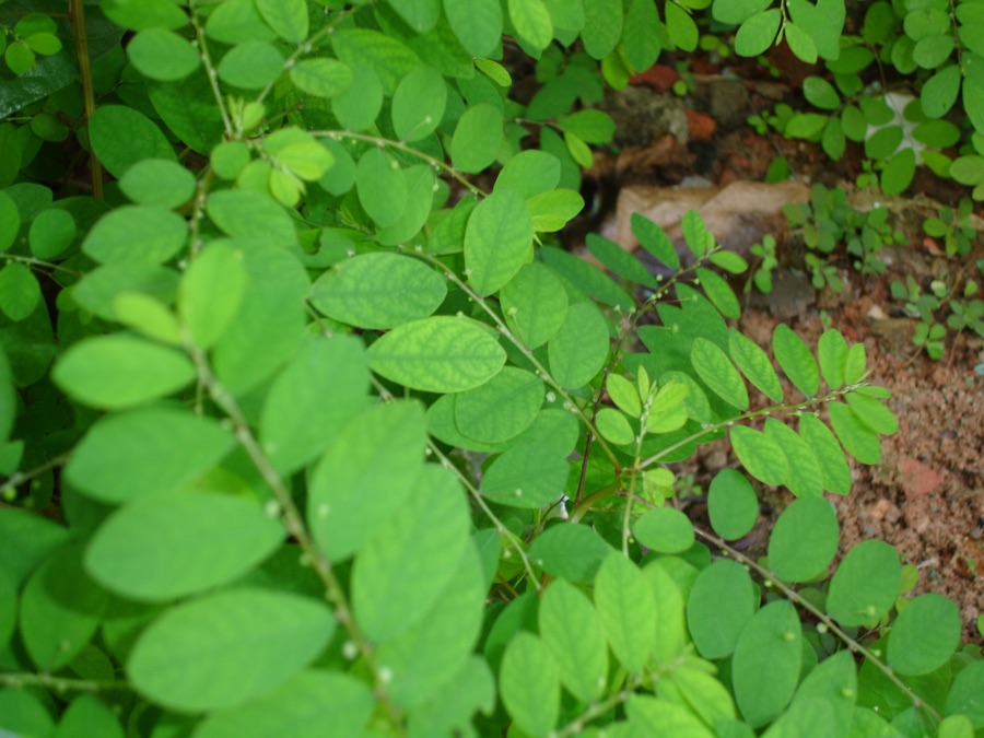 Bhumyamalaki — Quebra-Pedra. Phyllanthus niruri